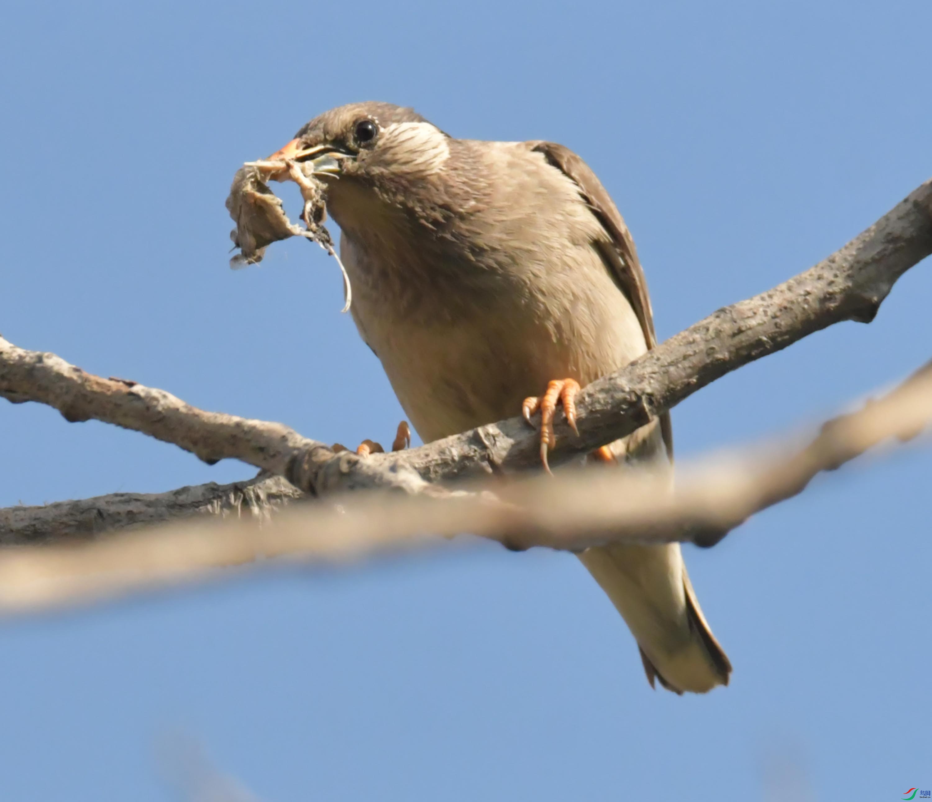 NIKON CORPORATION NIKON D500 -5568x3712-15974208.JPEG