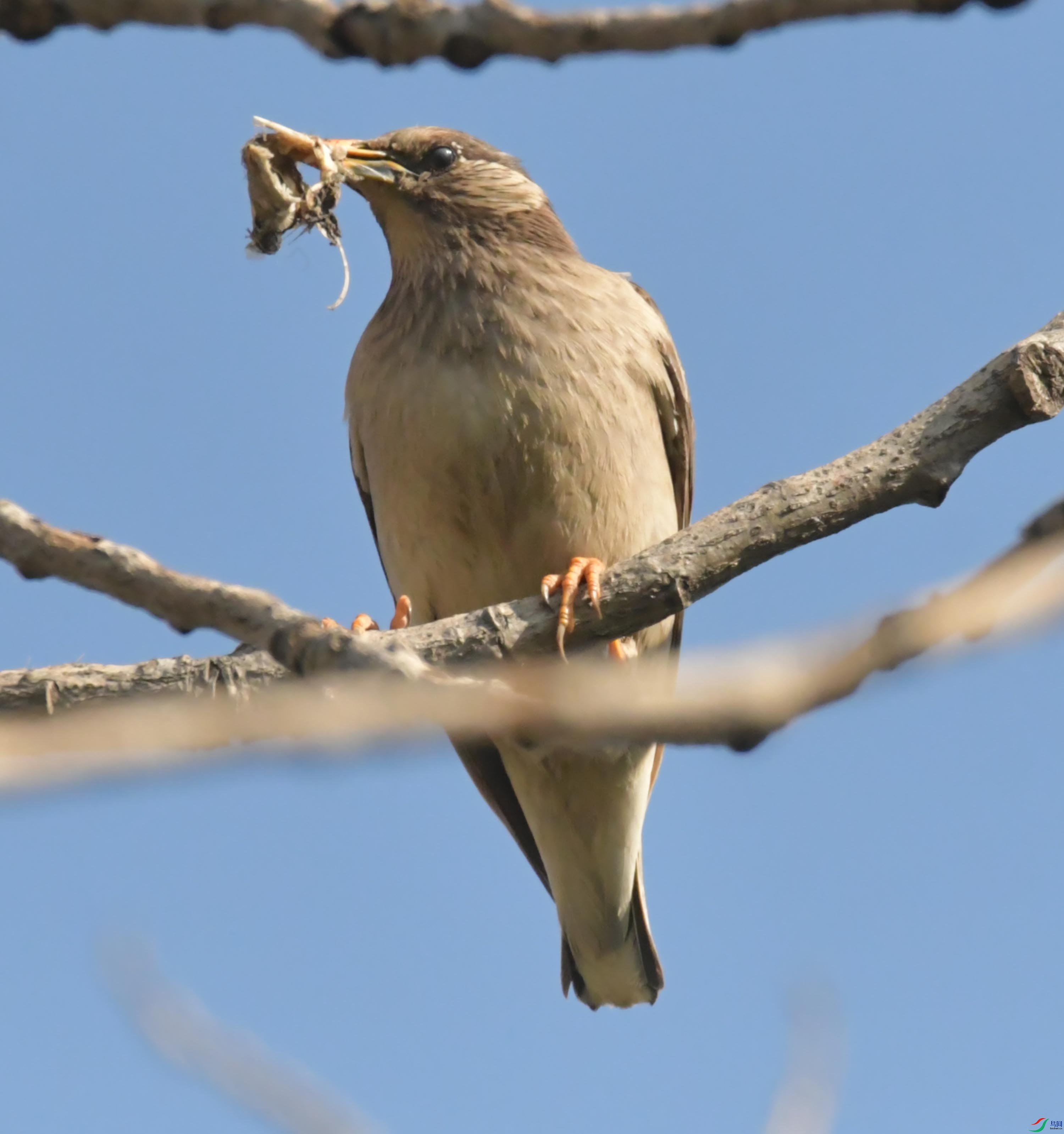 NIKON CORPORATION NIKON D500 -5568x3712-16052416.JPEG