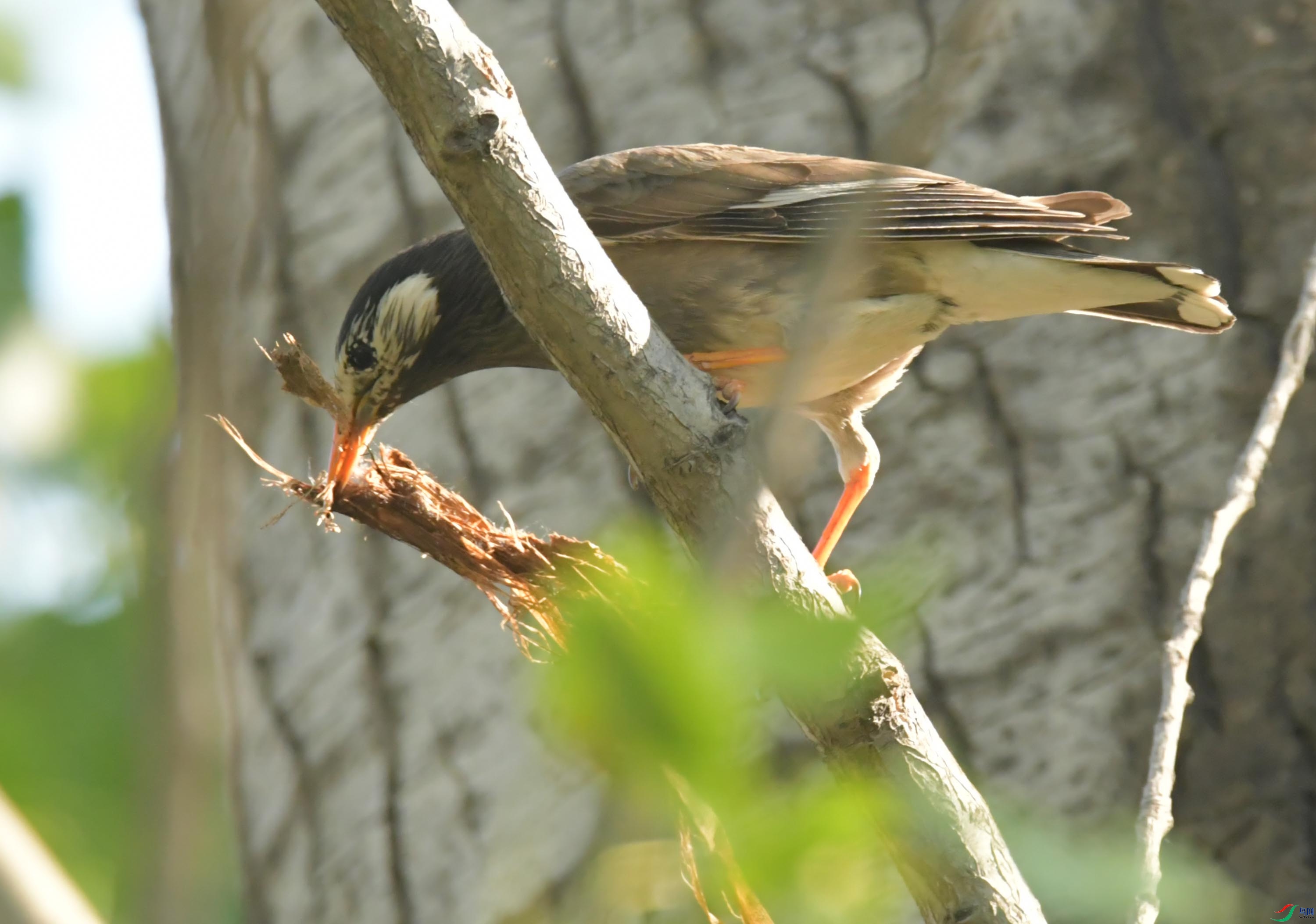 NIKON CORPORATION NIKON D500 -5568x3712-16654016.JPEG