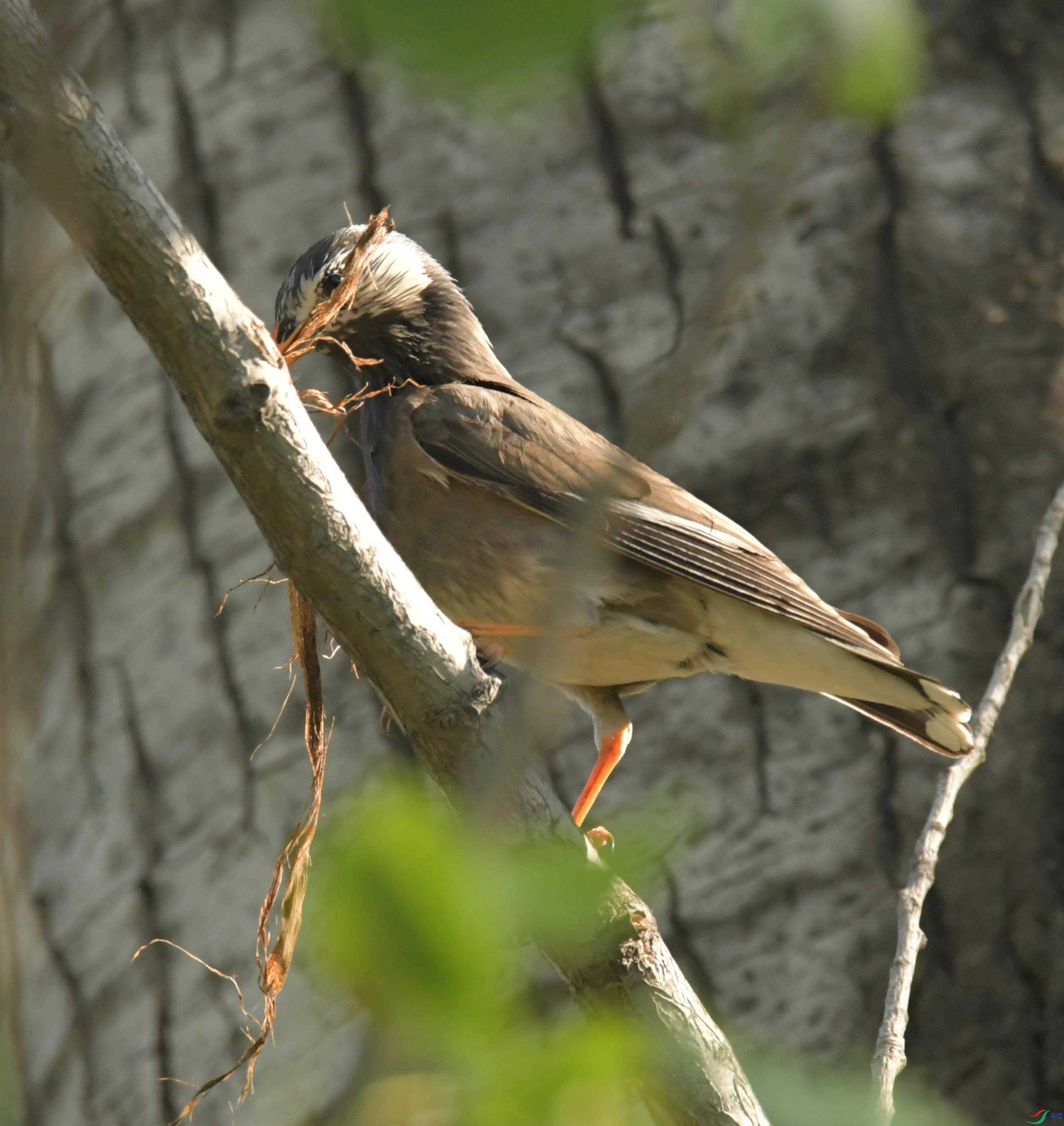 NIKON CORPORATION NIKON D500 -5568x3712-16724608.JPEG