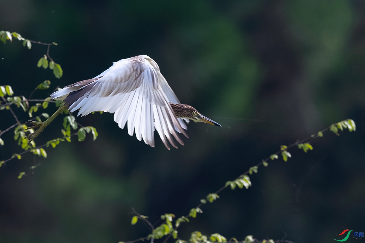 DSC_2240_DxOa.jpg