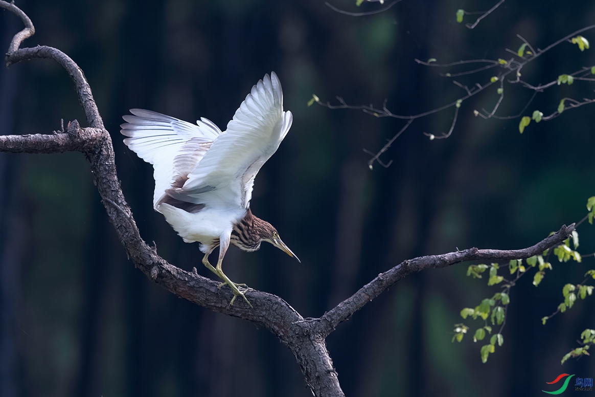 DSC_2231_DxOa.jpg