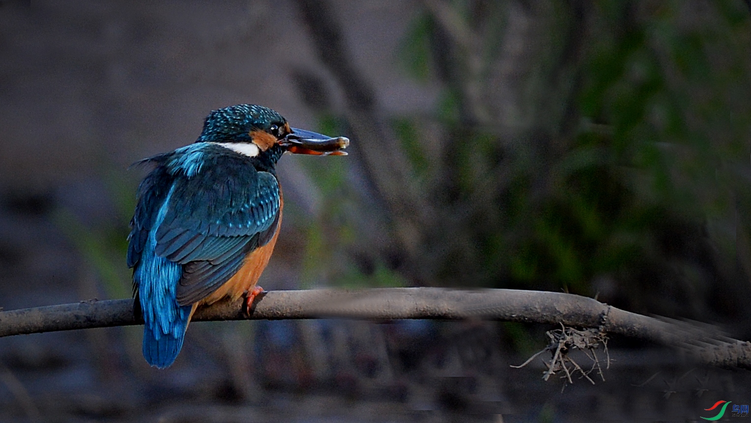 DSC_3119.jpg