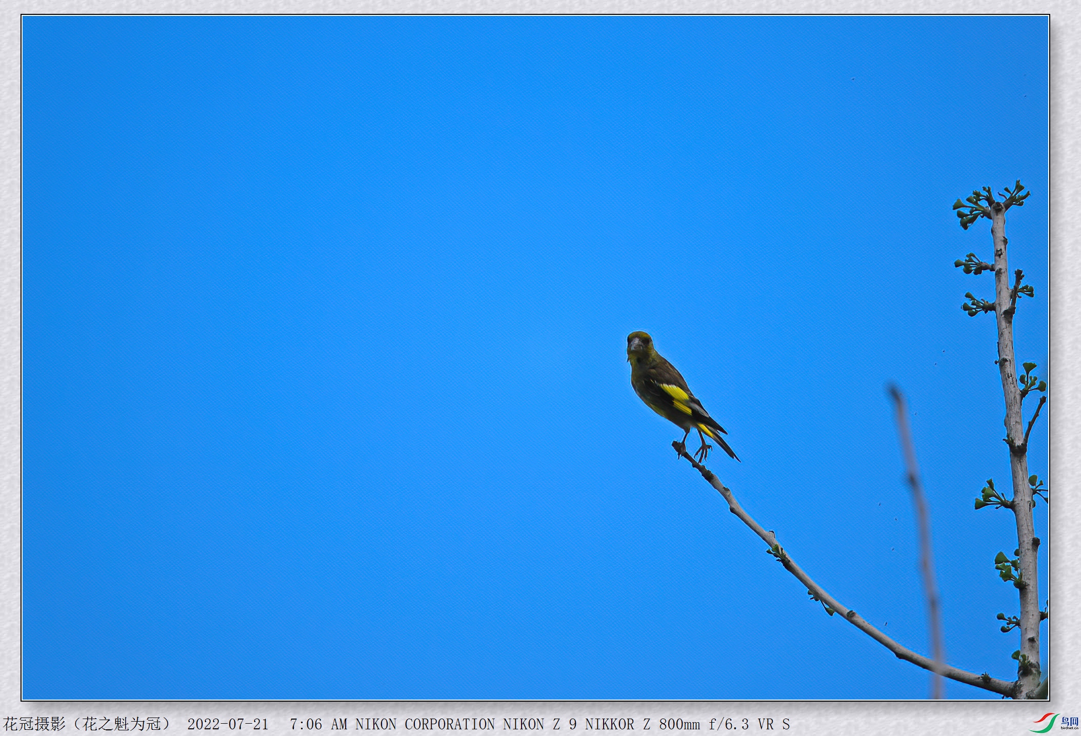 DSC_0605B-1-DeNoiseAI-low-light_����.jpg