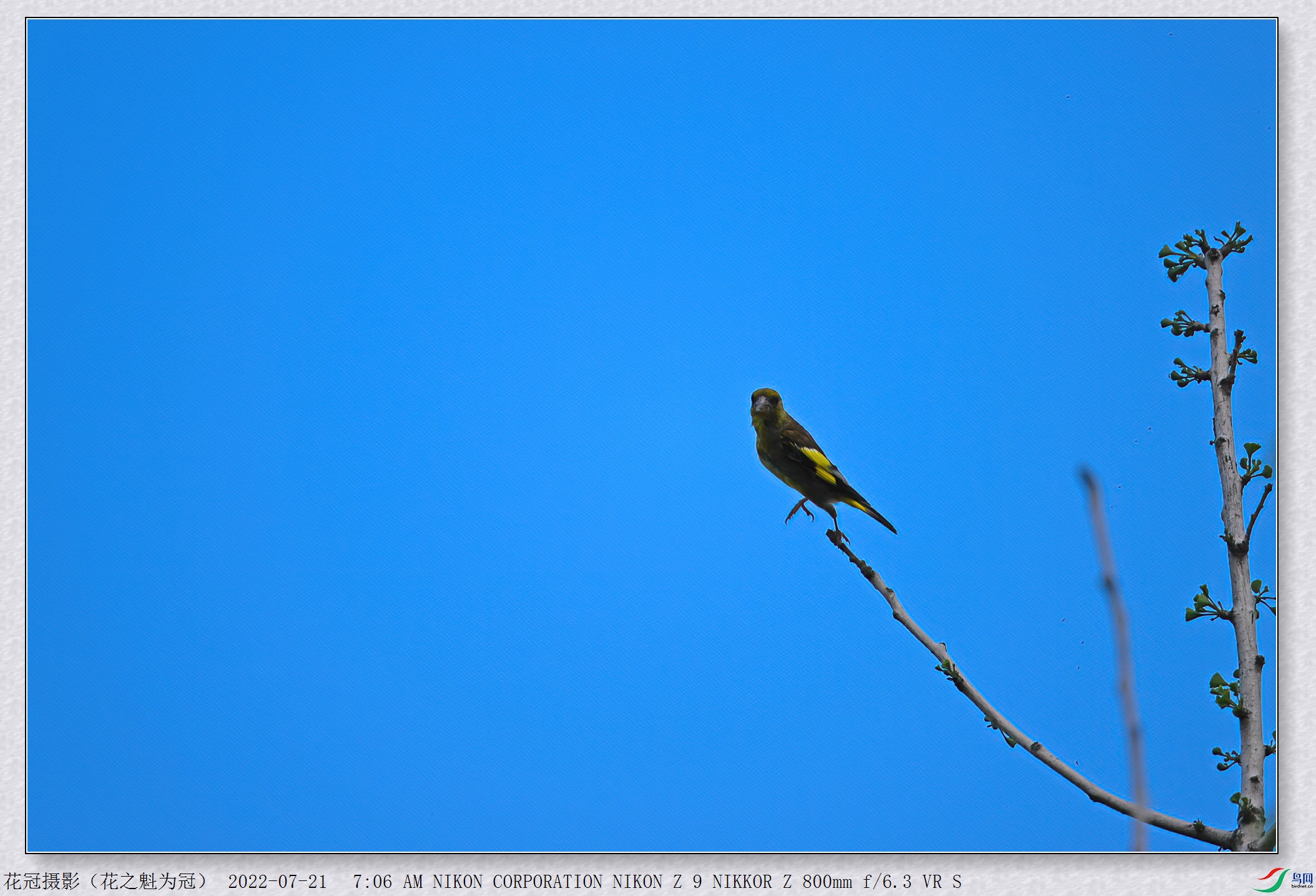 DSC_0606B-1-DeNoiseAI-low-light_����.jpg