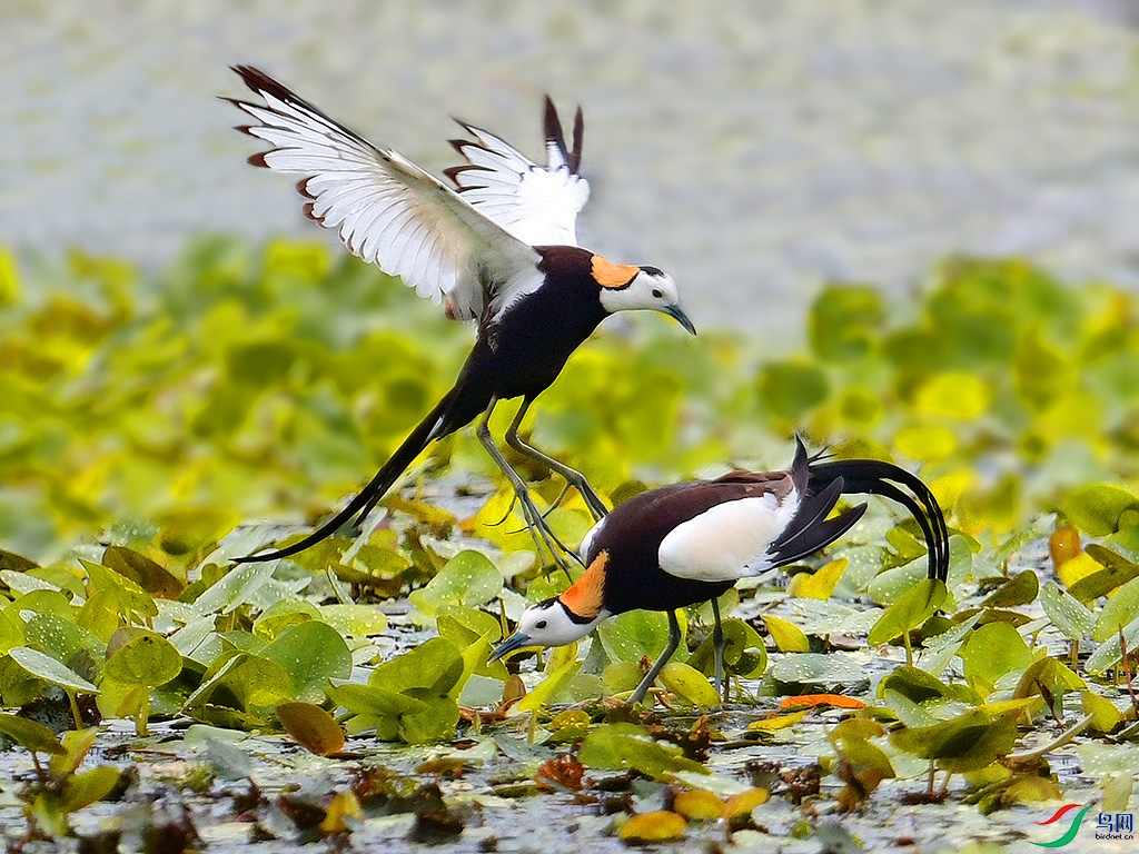 _DSC1591 - ����.JPG