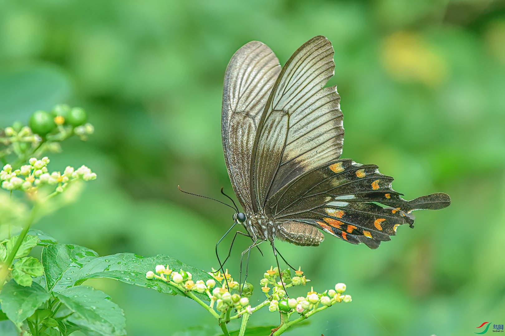 DSC_1009.jpg