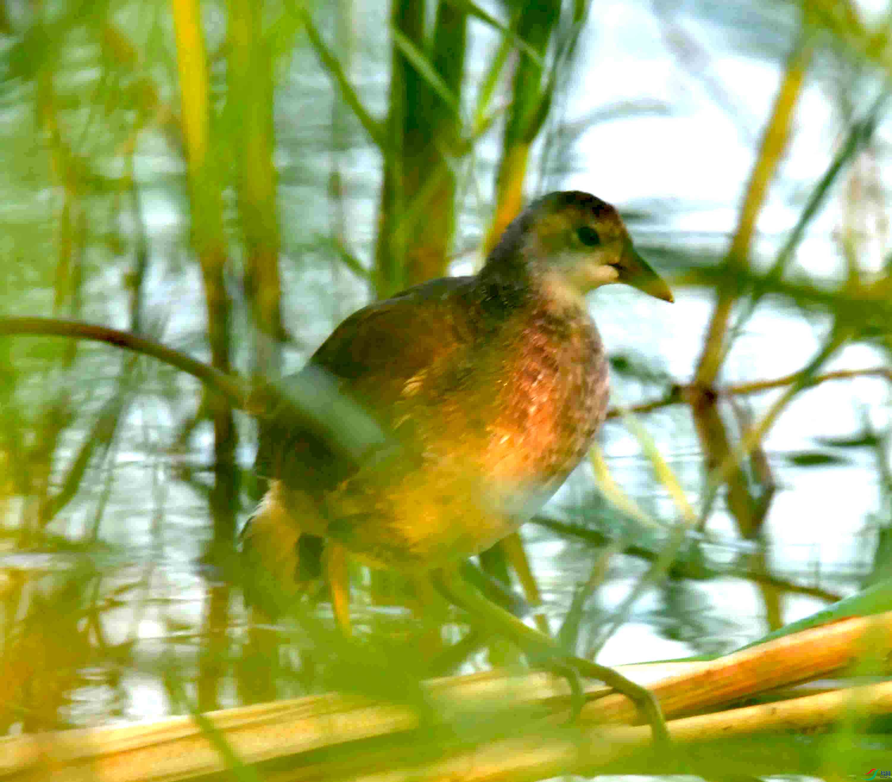 DSC_0806.JPG