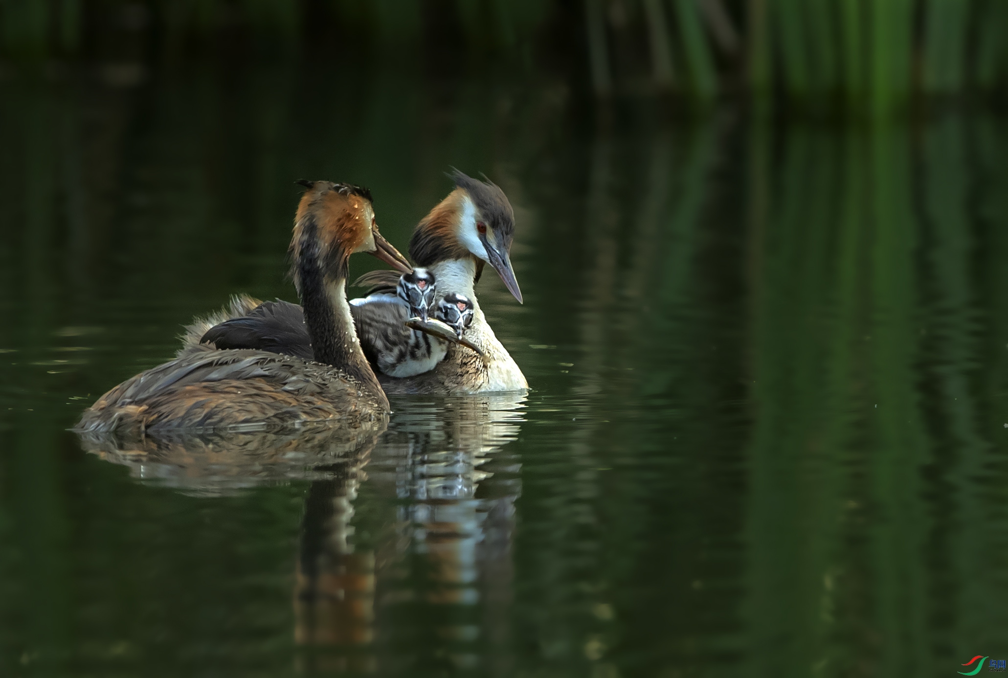 DSC_0126ftpt.jpg