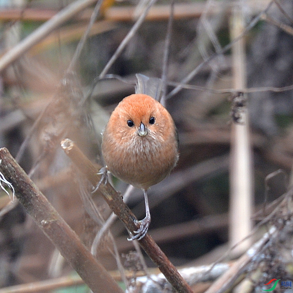 DSC_0058.jpg