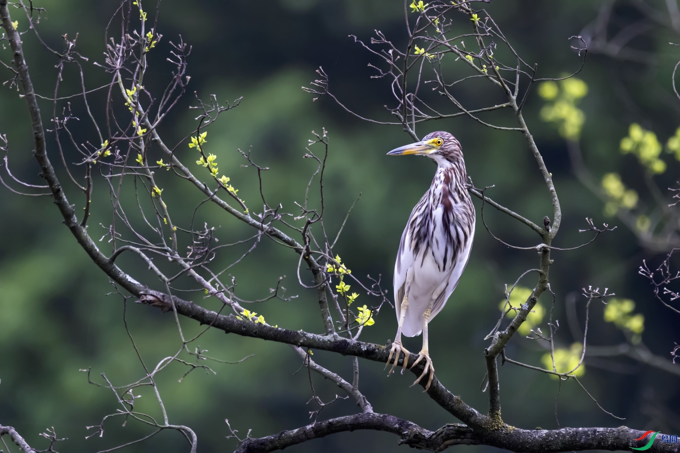 ��ģ   ����