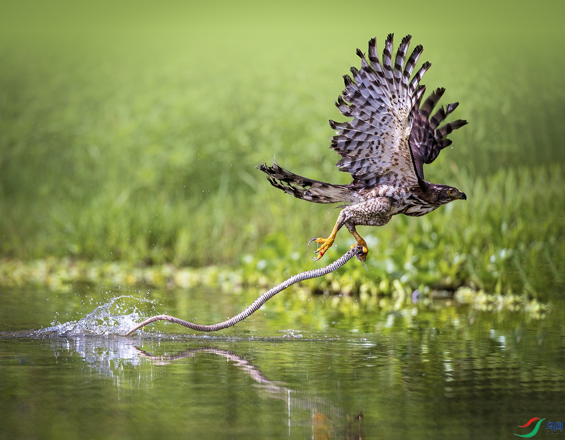 _58I7867 ����ˮ�ߣ�С���أ�.jpg