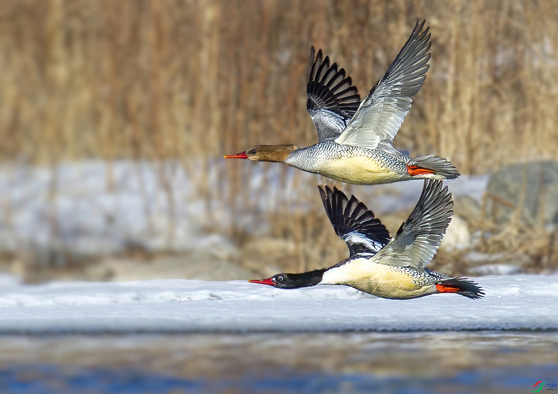 DS1_3526.jpg