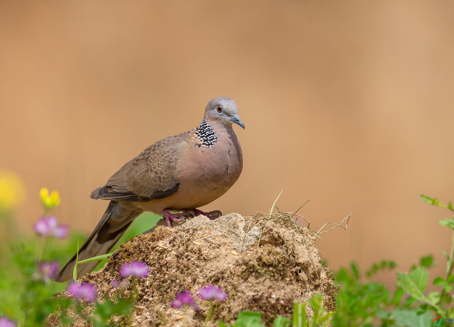 DSC_2777 ����.jpg