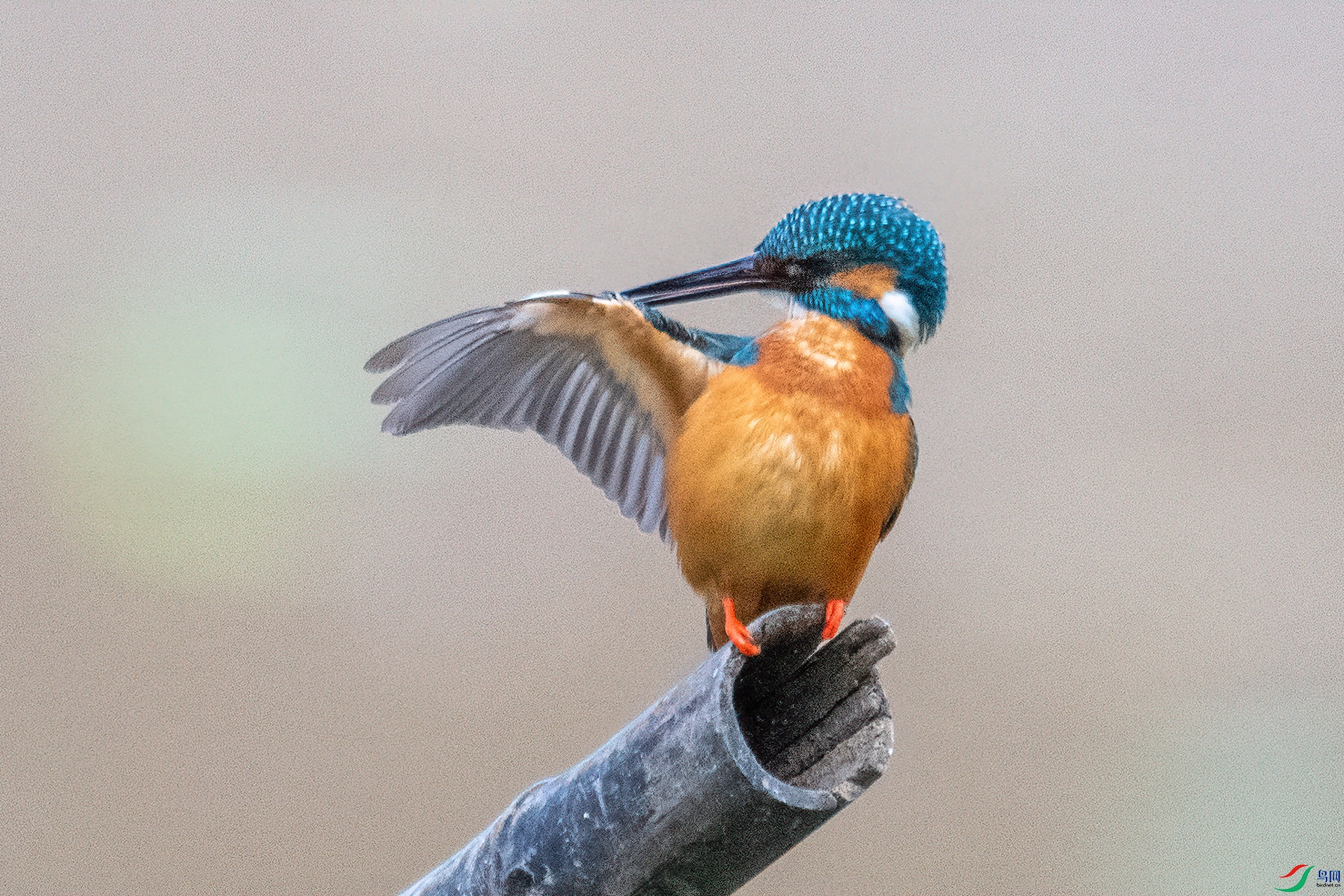 DSC_1161-1.jpg