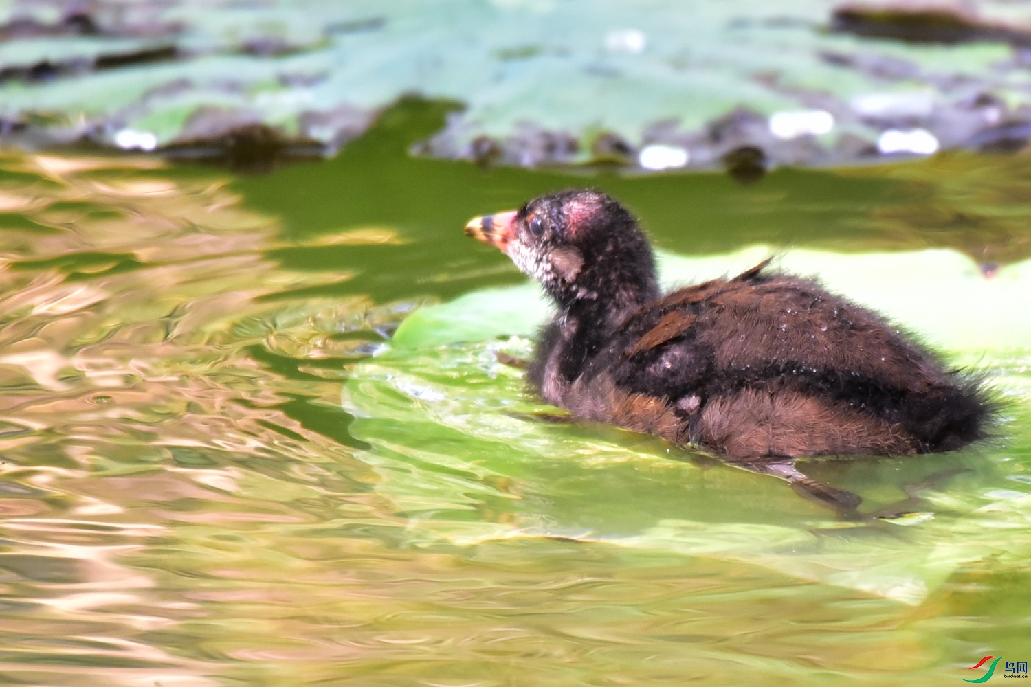 DSC_8083.JPG