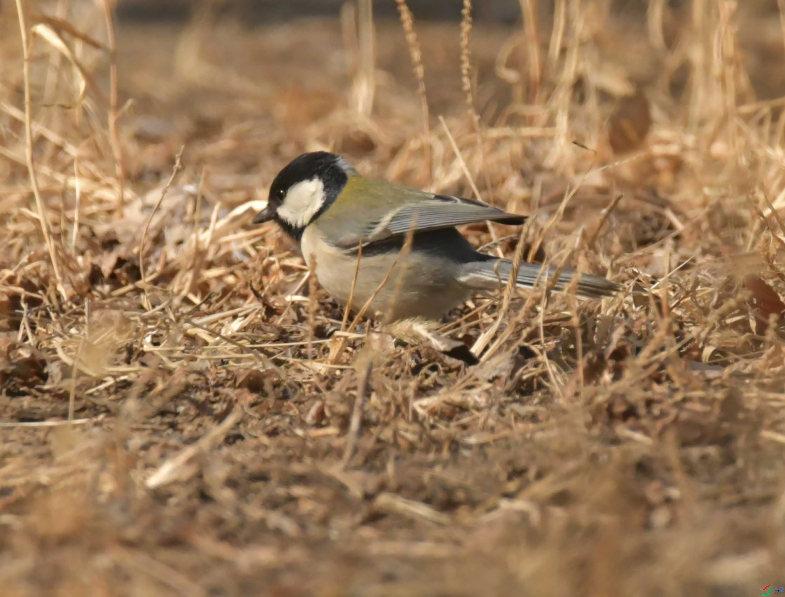 Copy2_NIKON CORPORATION NIKON D500 -5568x3712-33560960.JPEG