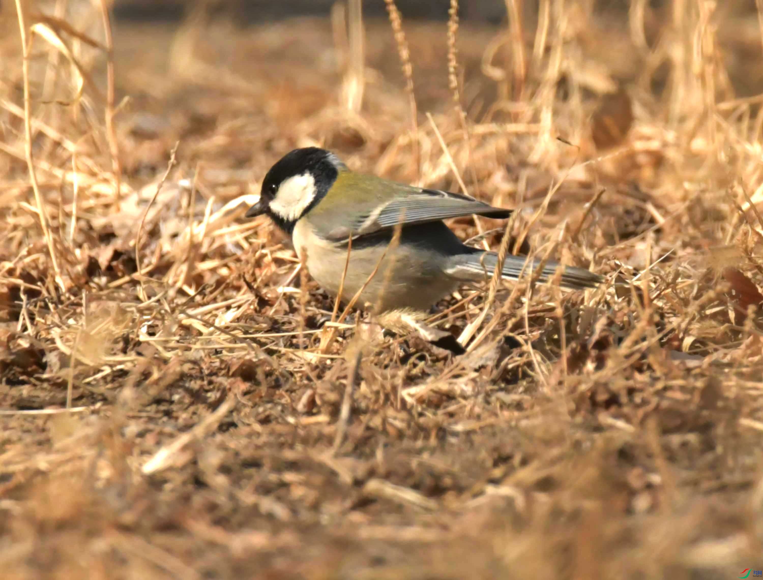 Copy2_NIKON CORPORATION NIKON D500 -5568x3712-33560960.jpg