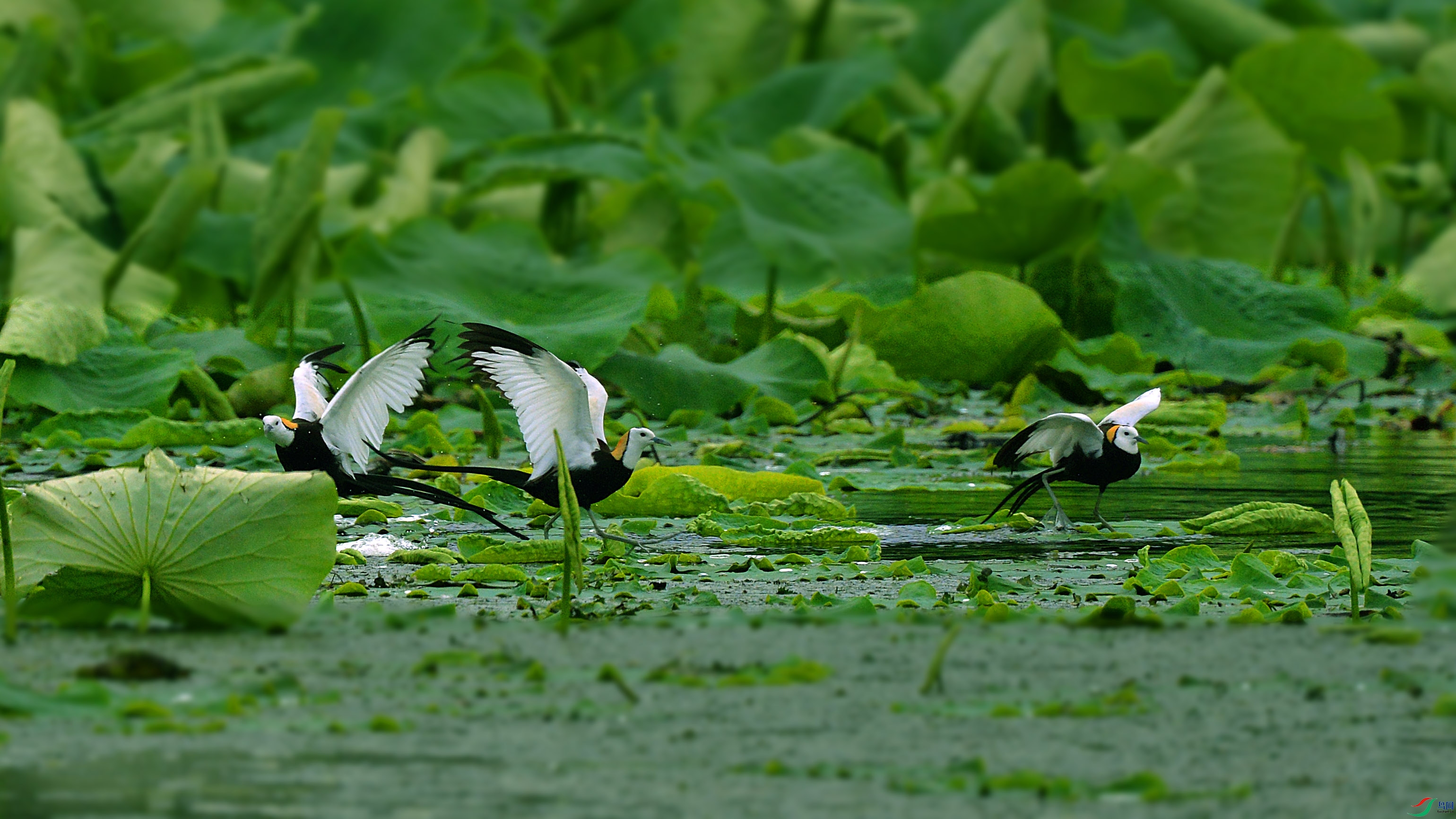 DSC_4336.jpg