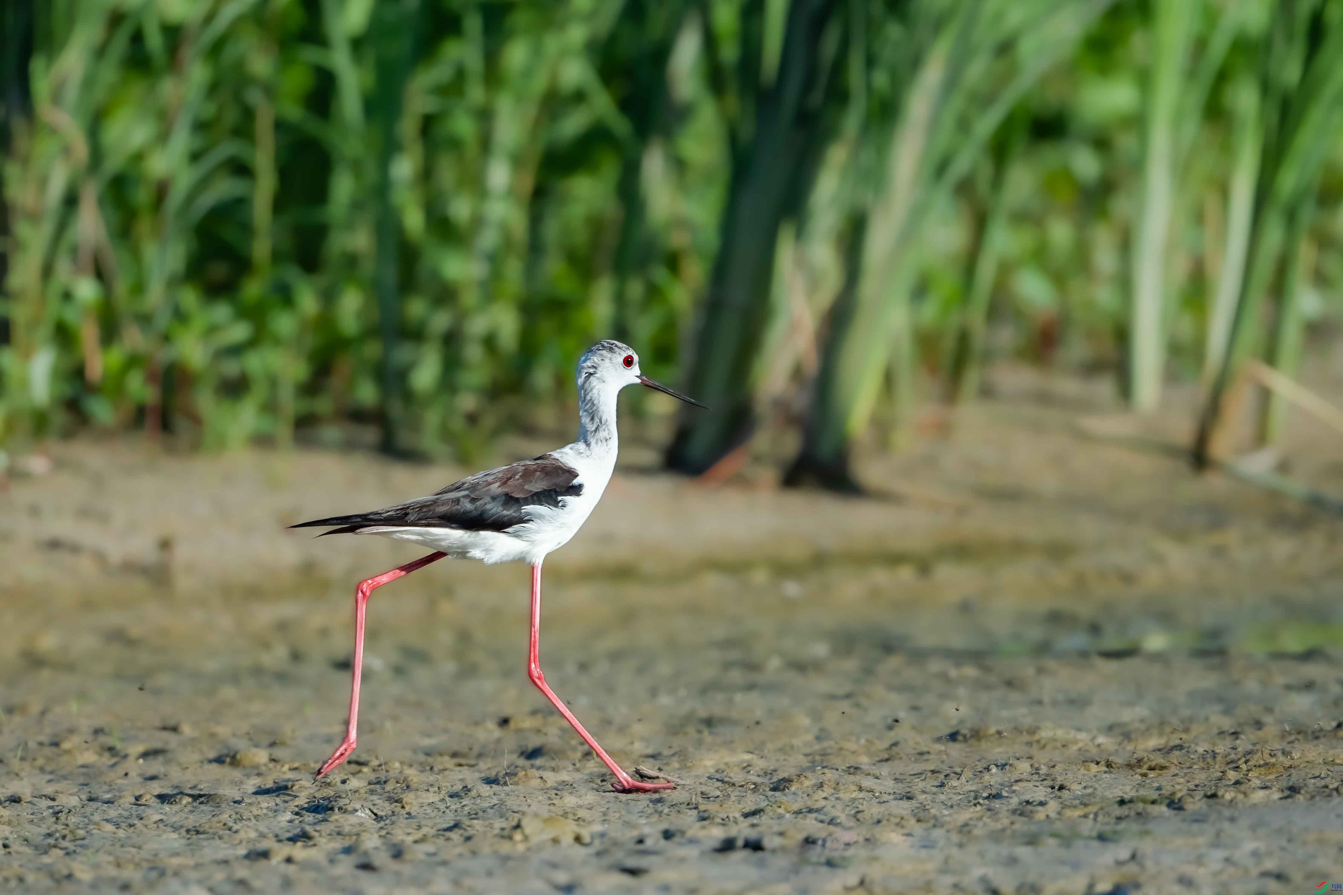 �ڳ᳤����