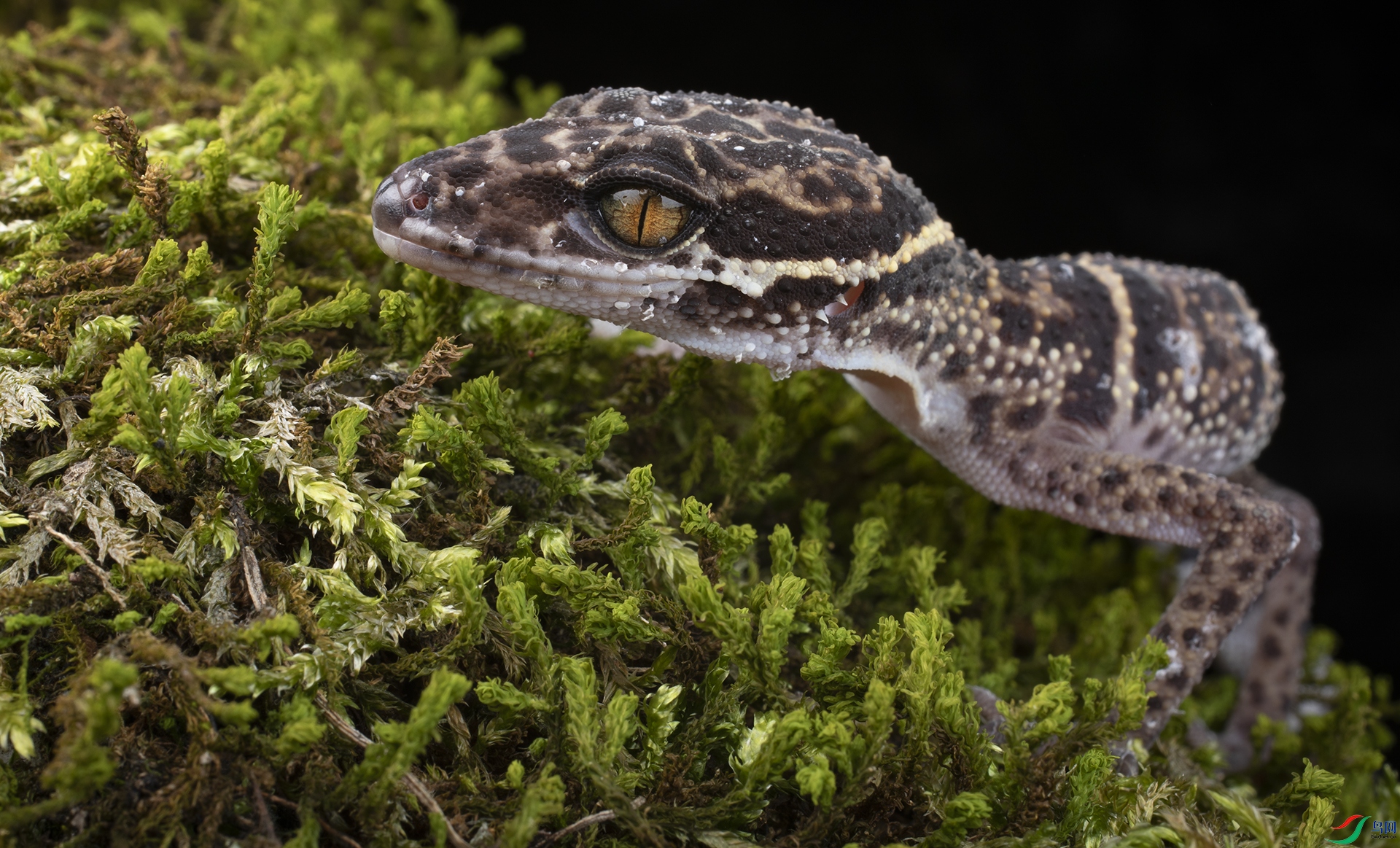 ƾ������