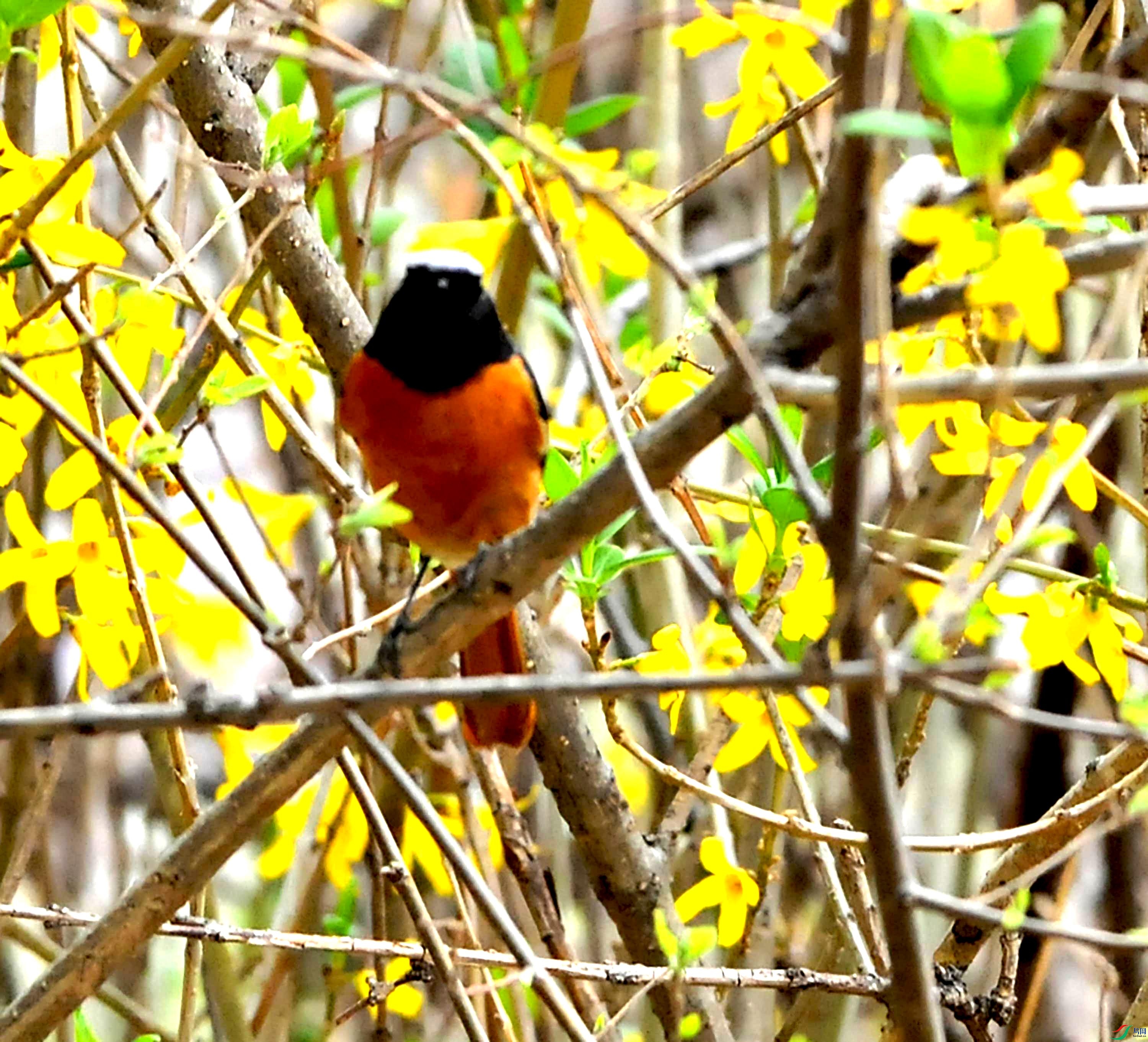 DSC_7080.JPG