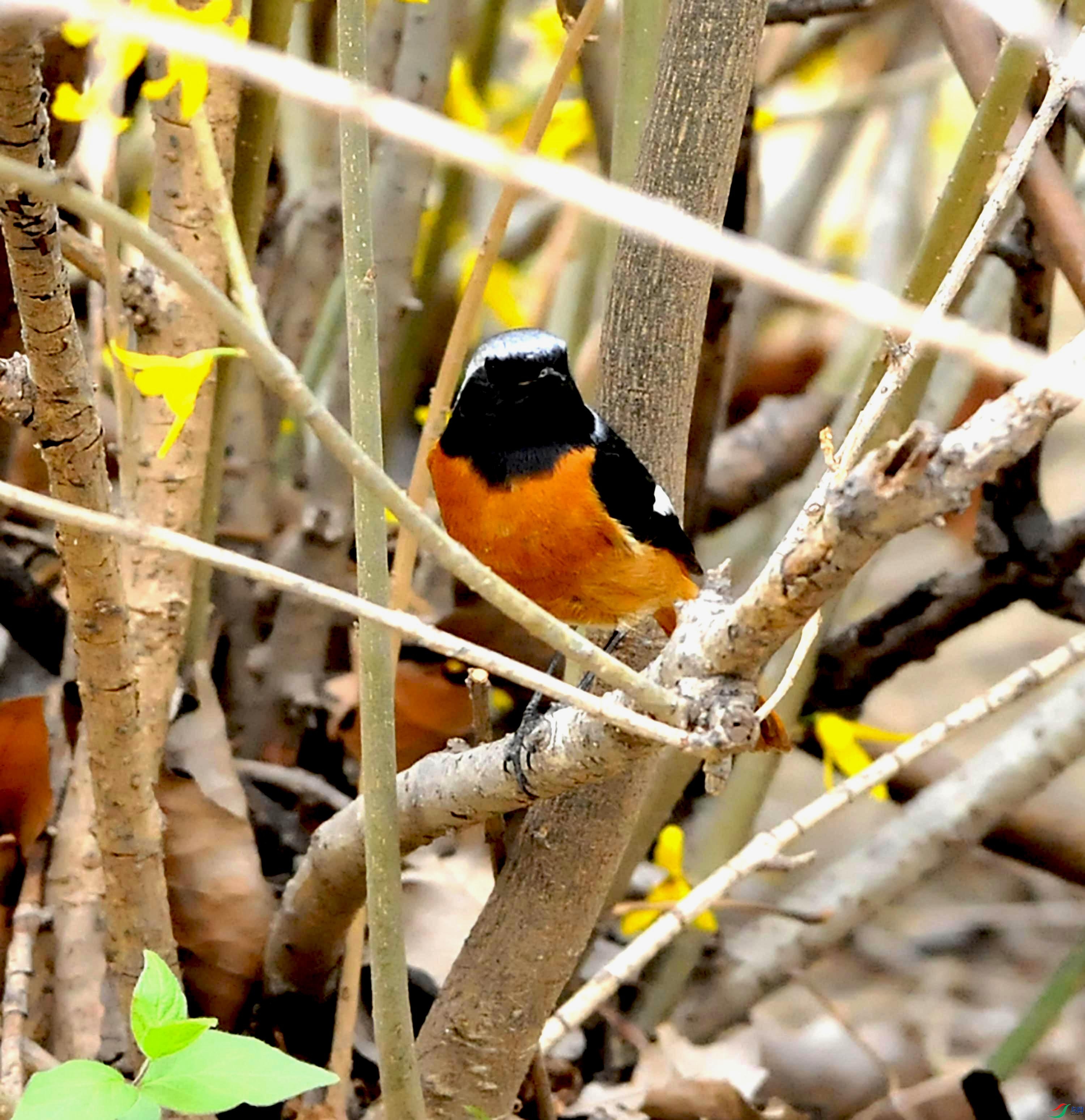 DSC_7070.JPG