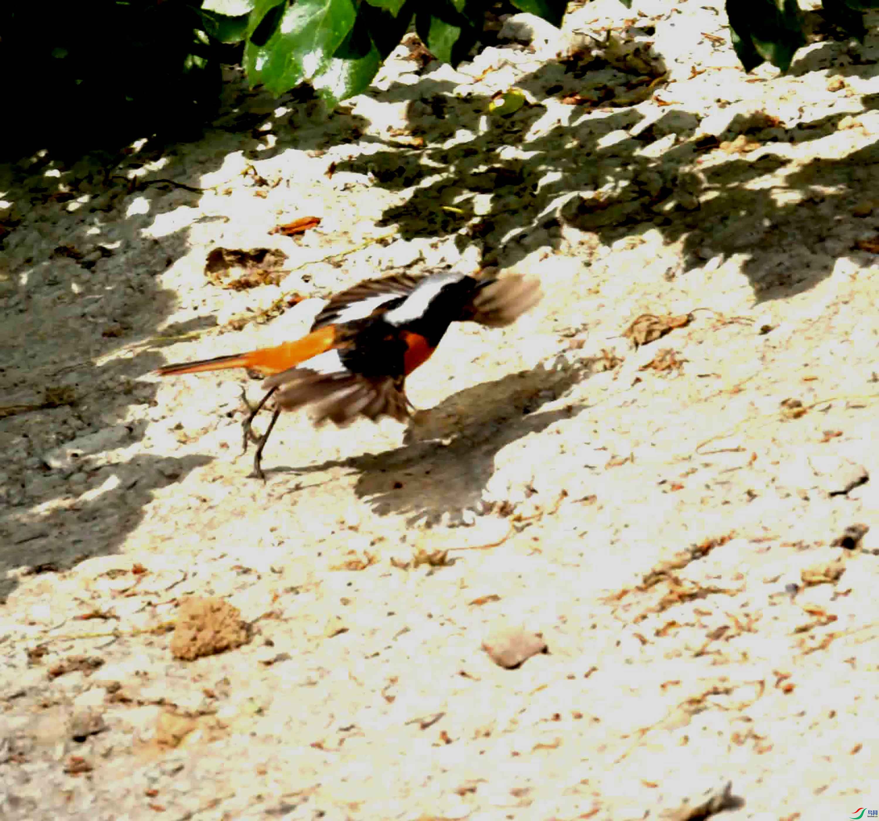 DSC_9017.JPG