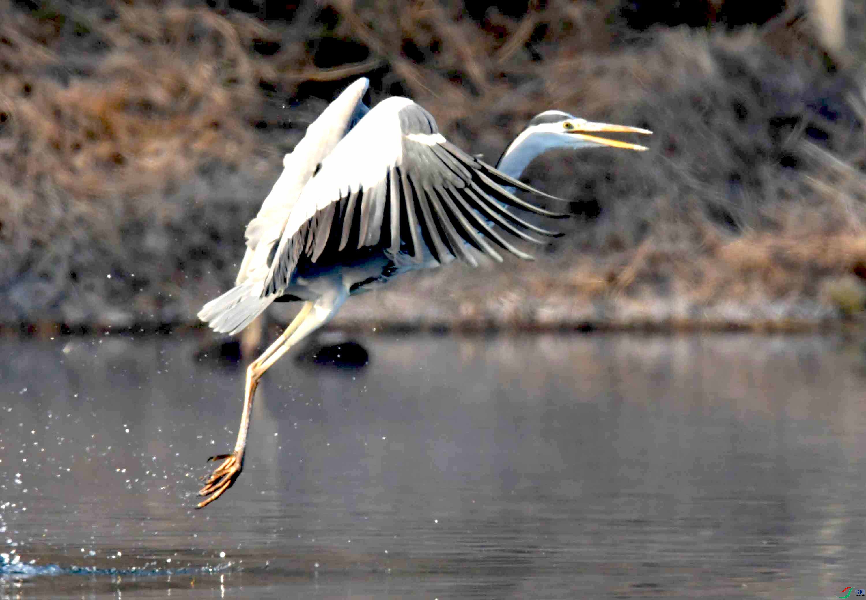 DSC_9948.JPG