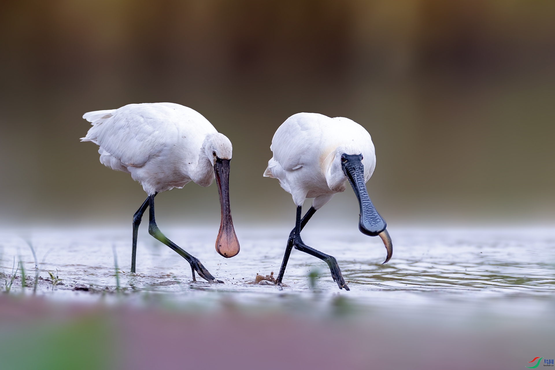 ����һ��