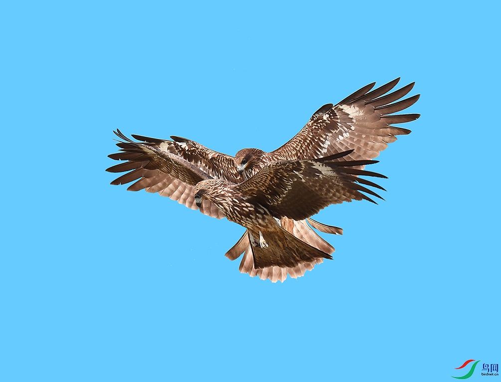 DSC_8982 - ����.JPG