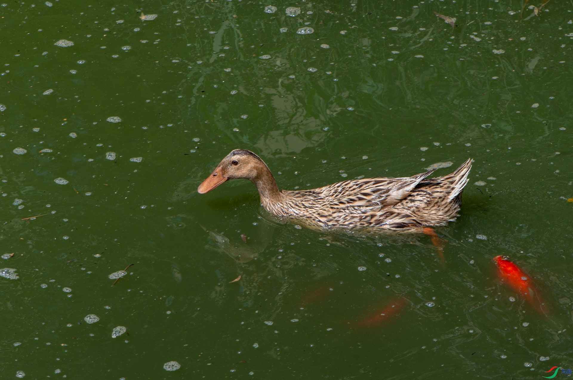 _DSC7765.jpg