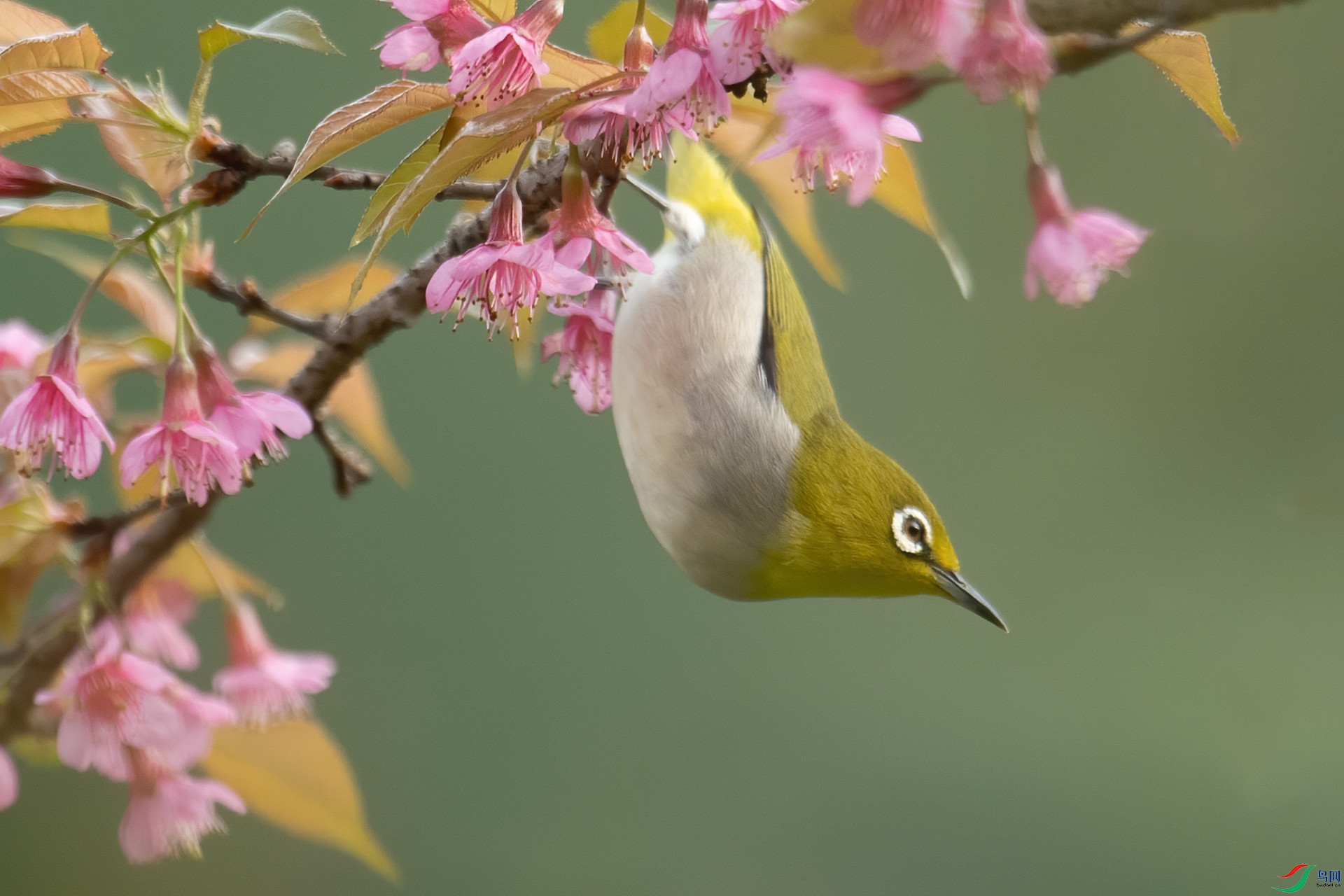 DSC_9894-1.jpg