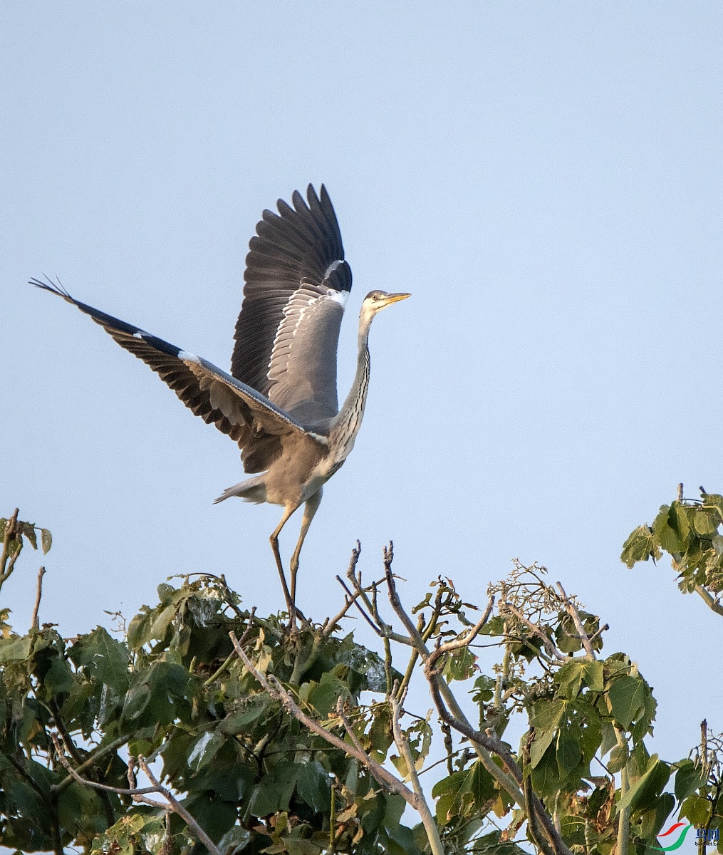 DSC_5808---_conew1.jpg