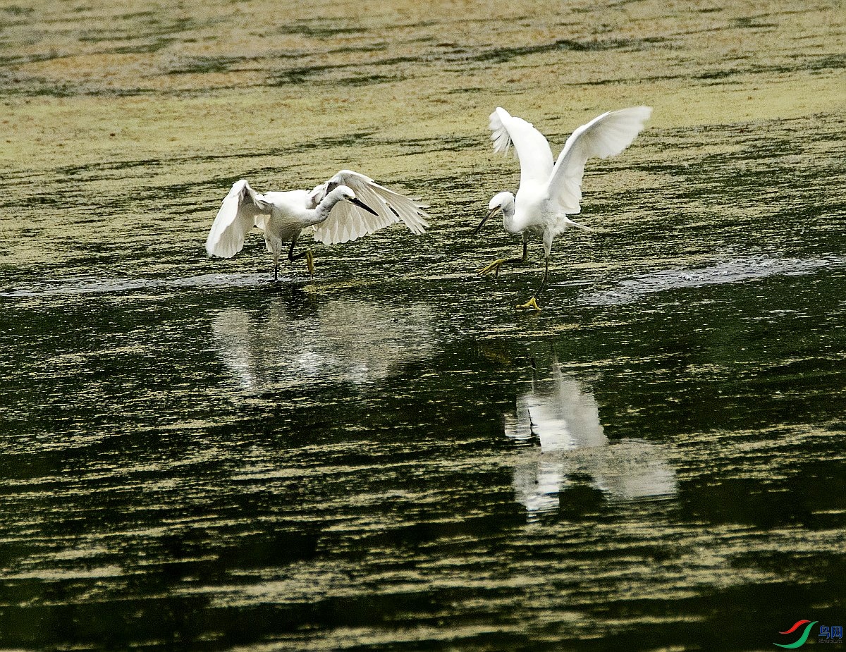 DSC_3237---_conew1.jpg
