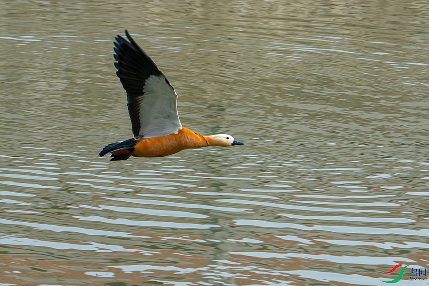 DSC_6687_DxOa.jpg
