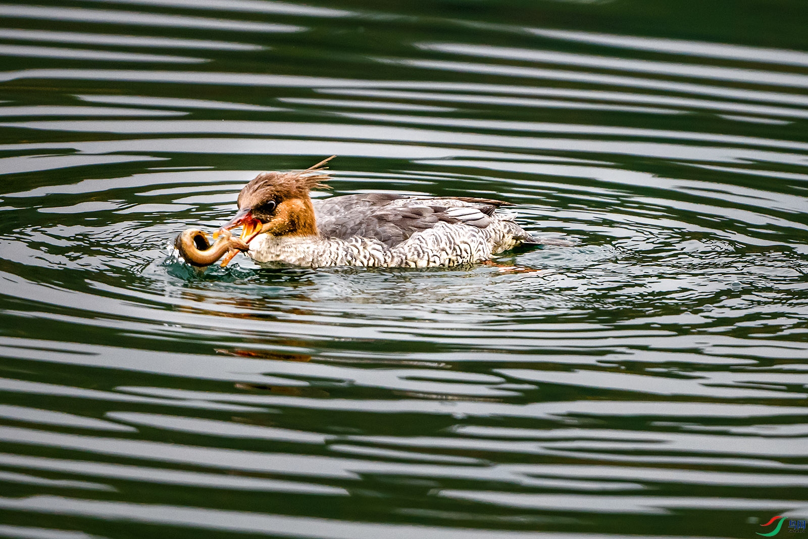 DSC_9784aaaa.jpg