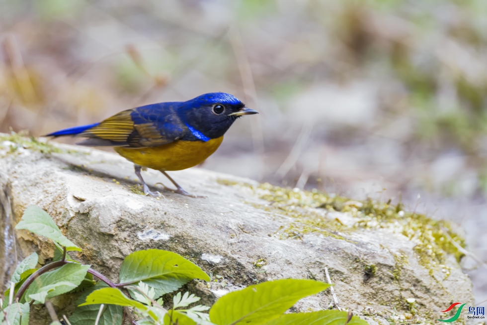 ���ֵ�����     �ظ������l