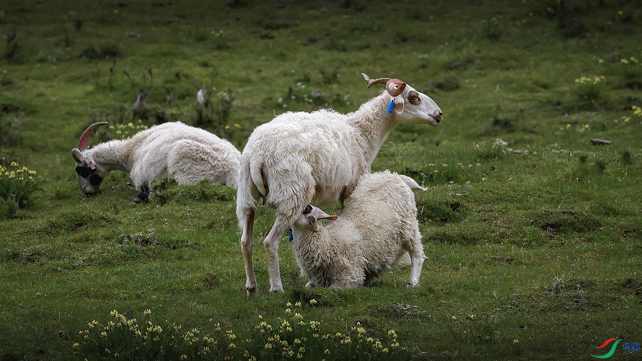 �������ຣ�����ء�