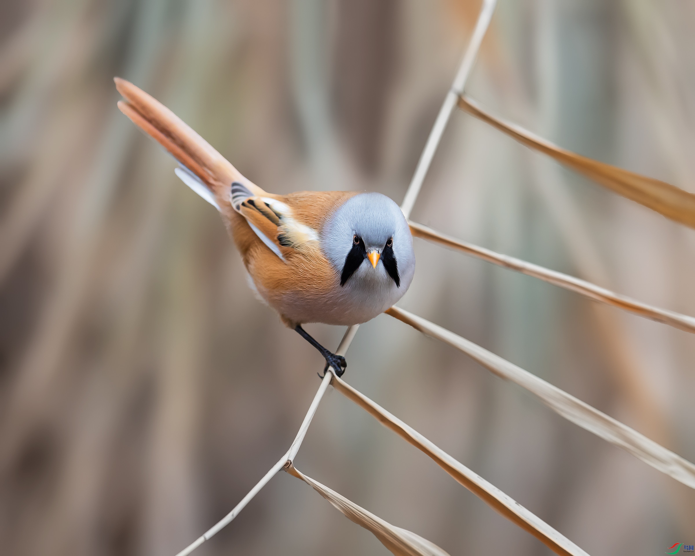 AJ8I1892rw.jpg