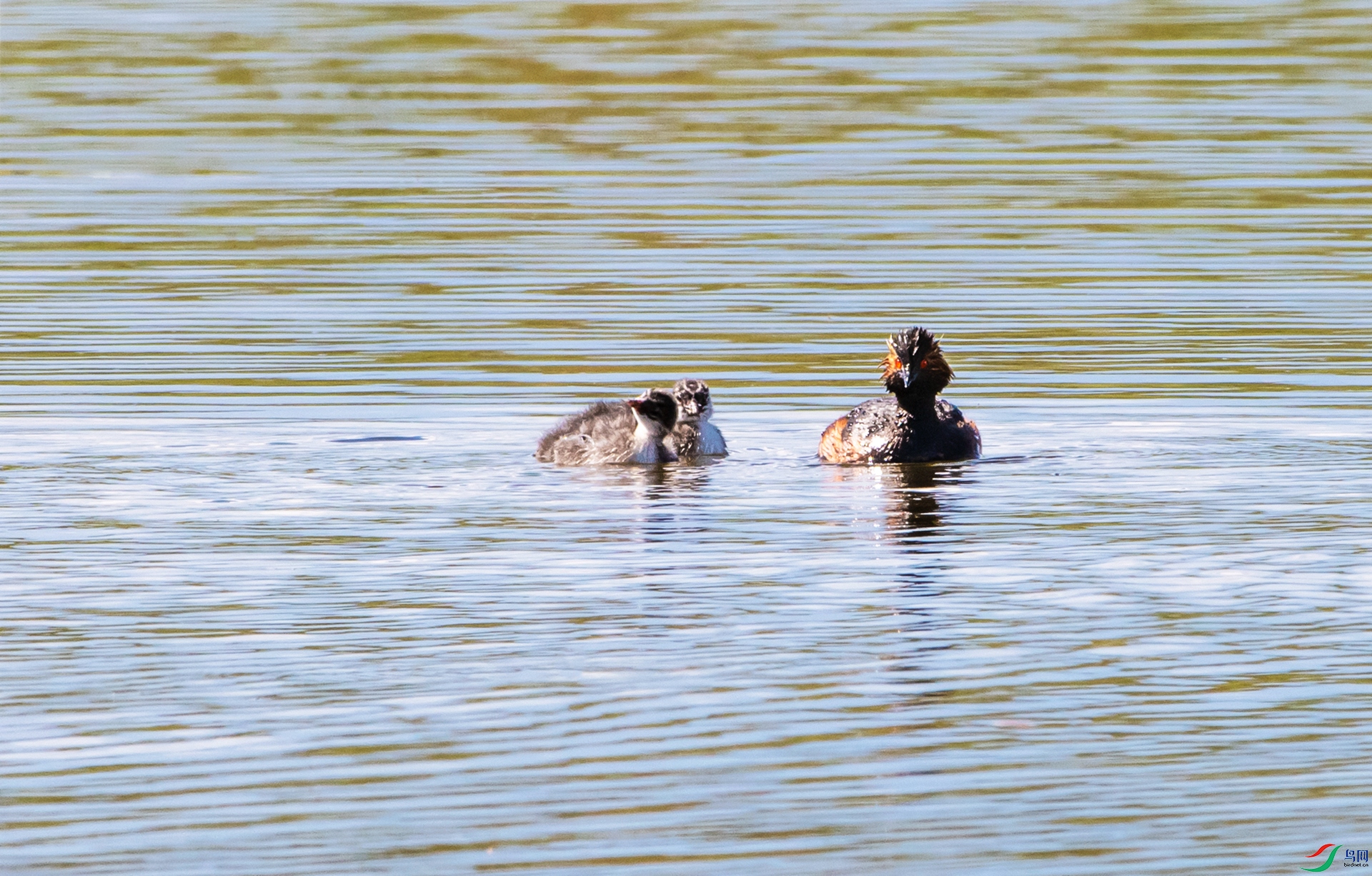 DSC_4914_����.jpg