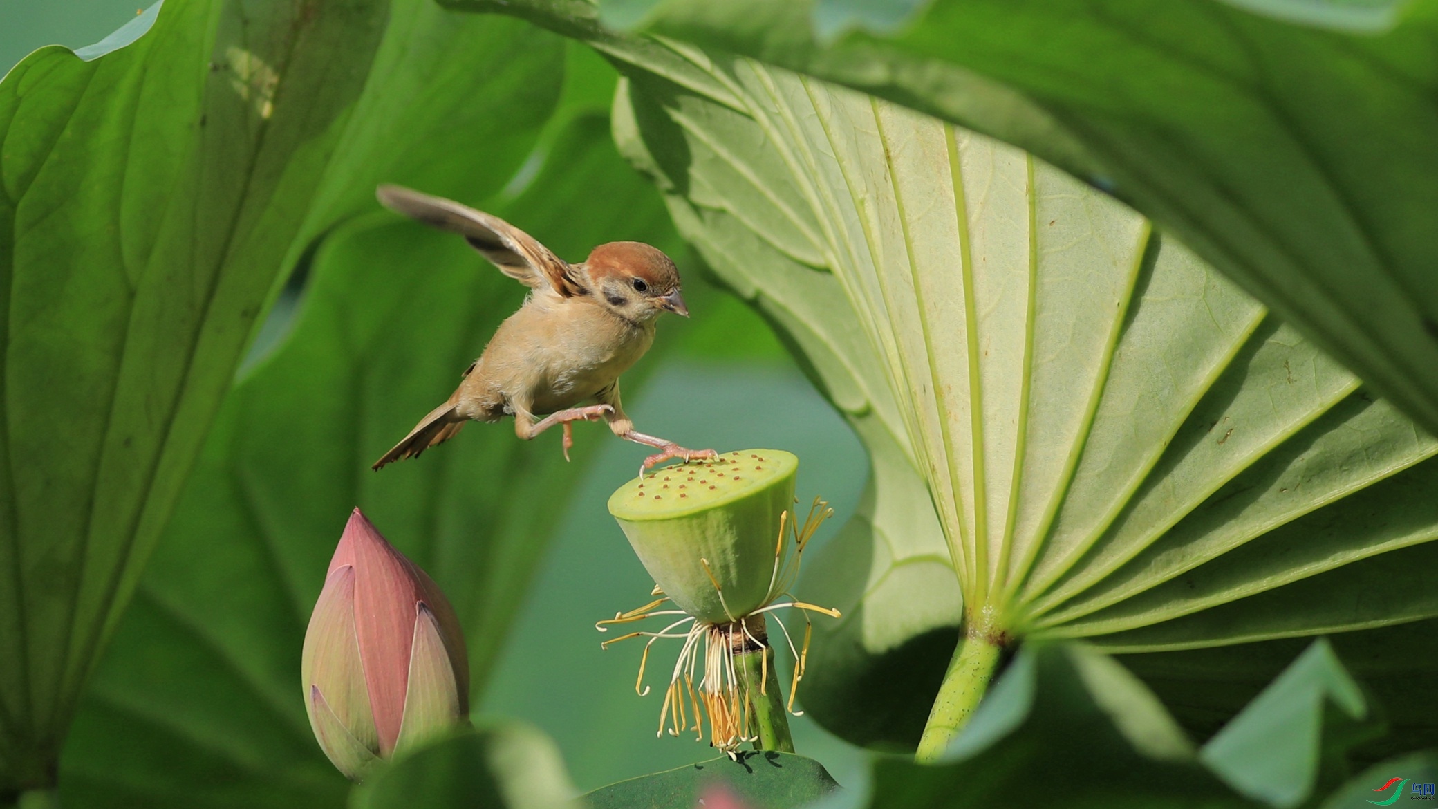 �����ȵ�