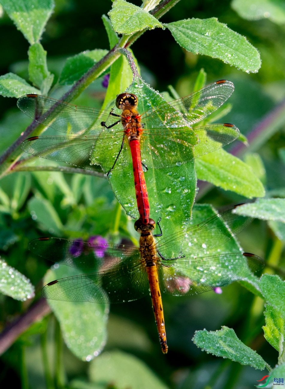 DSC_2490.jpg