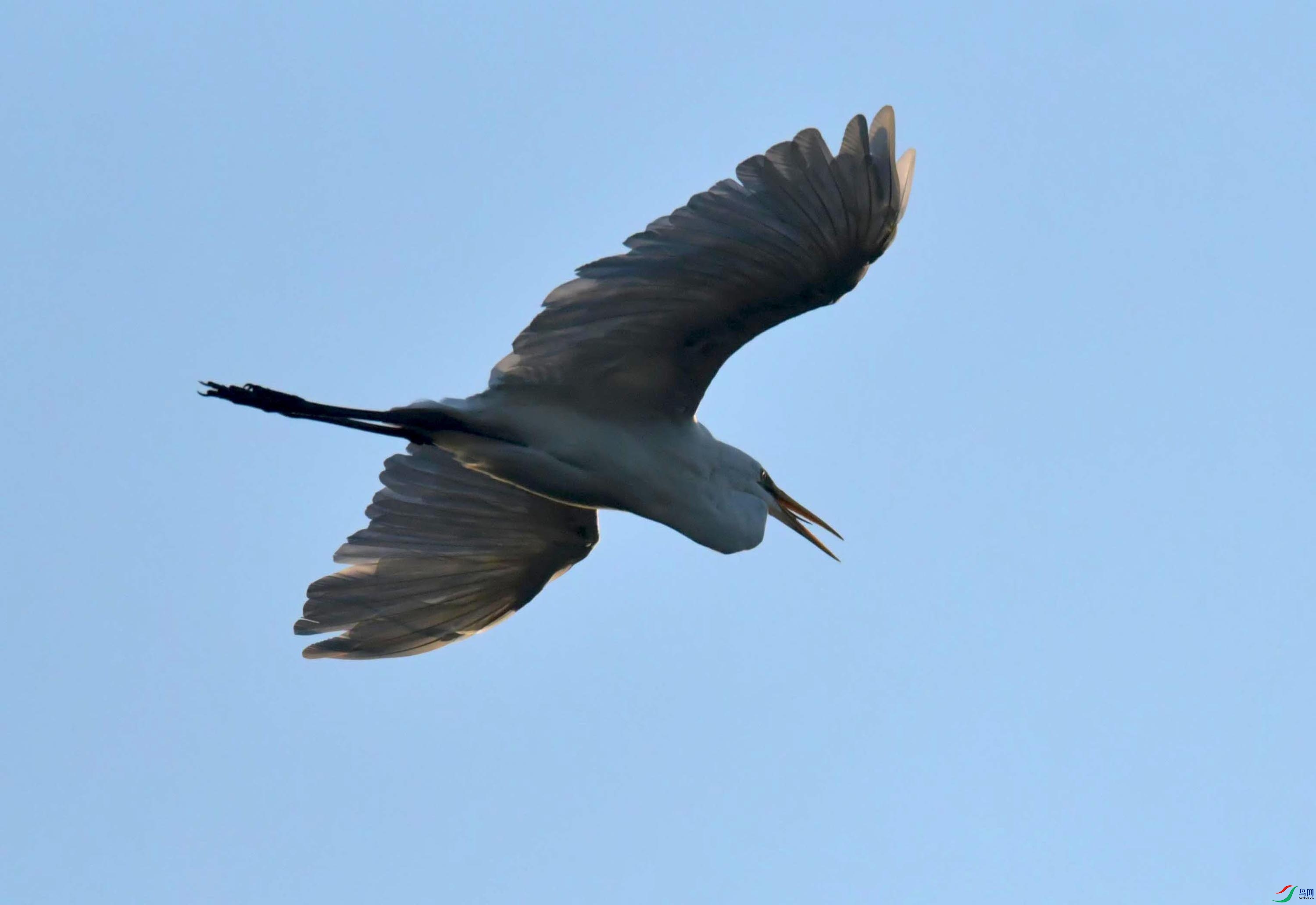 DSC_9247.JPG