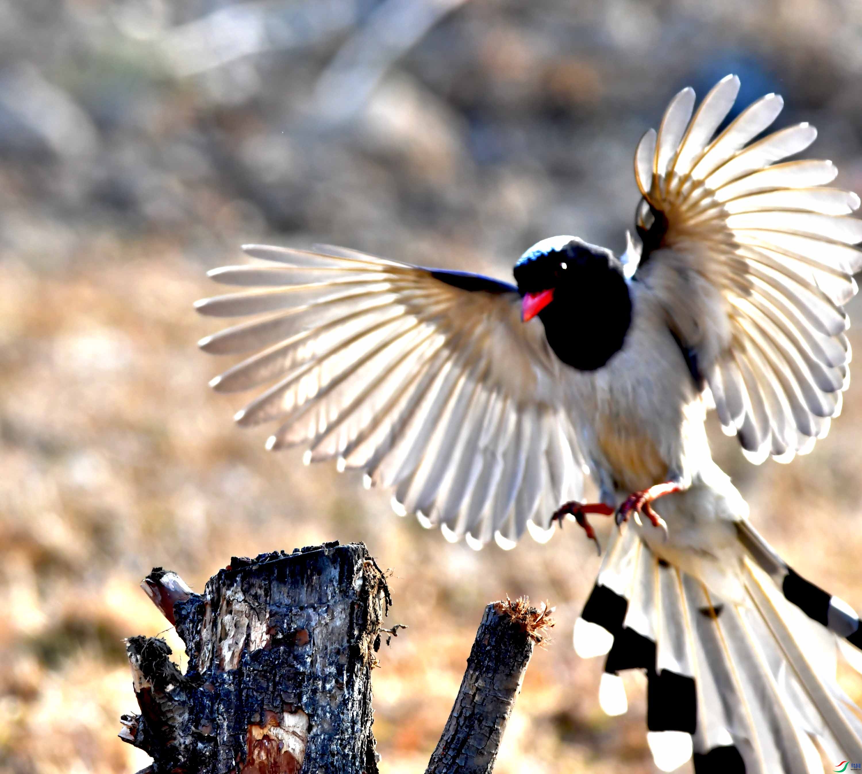 Copy2_DSC_0917.JPG