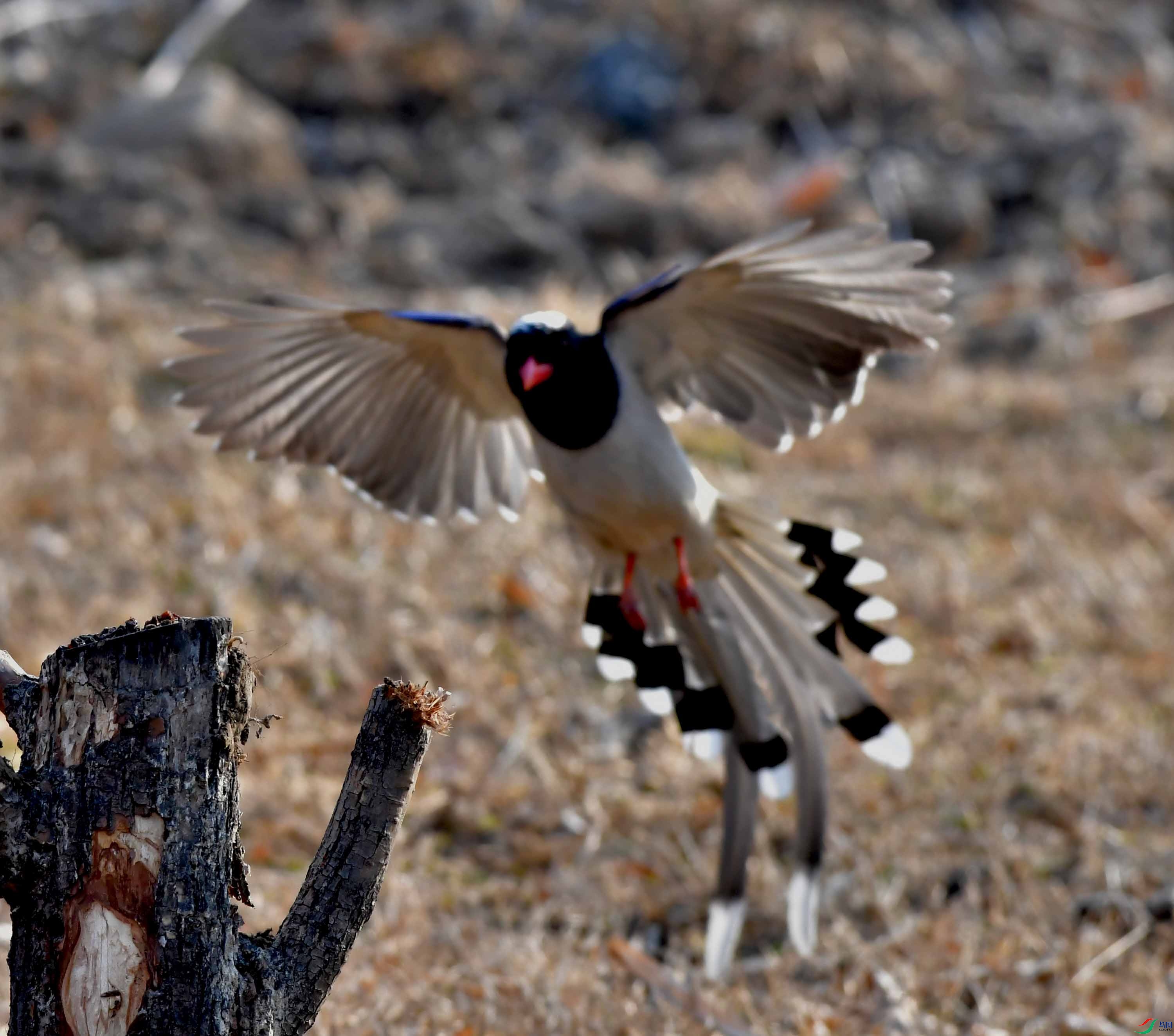 Copy2_DSC_0966.JPG