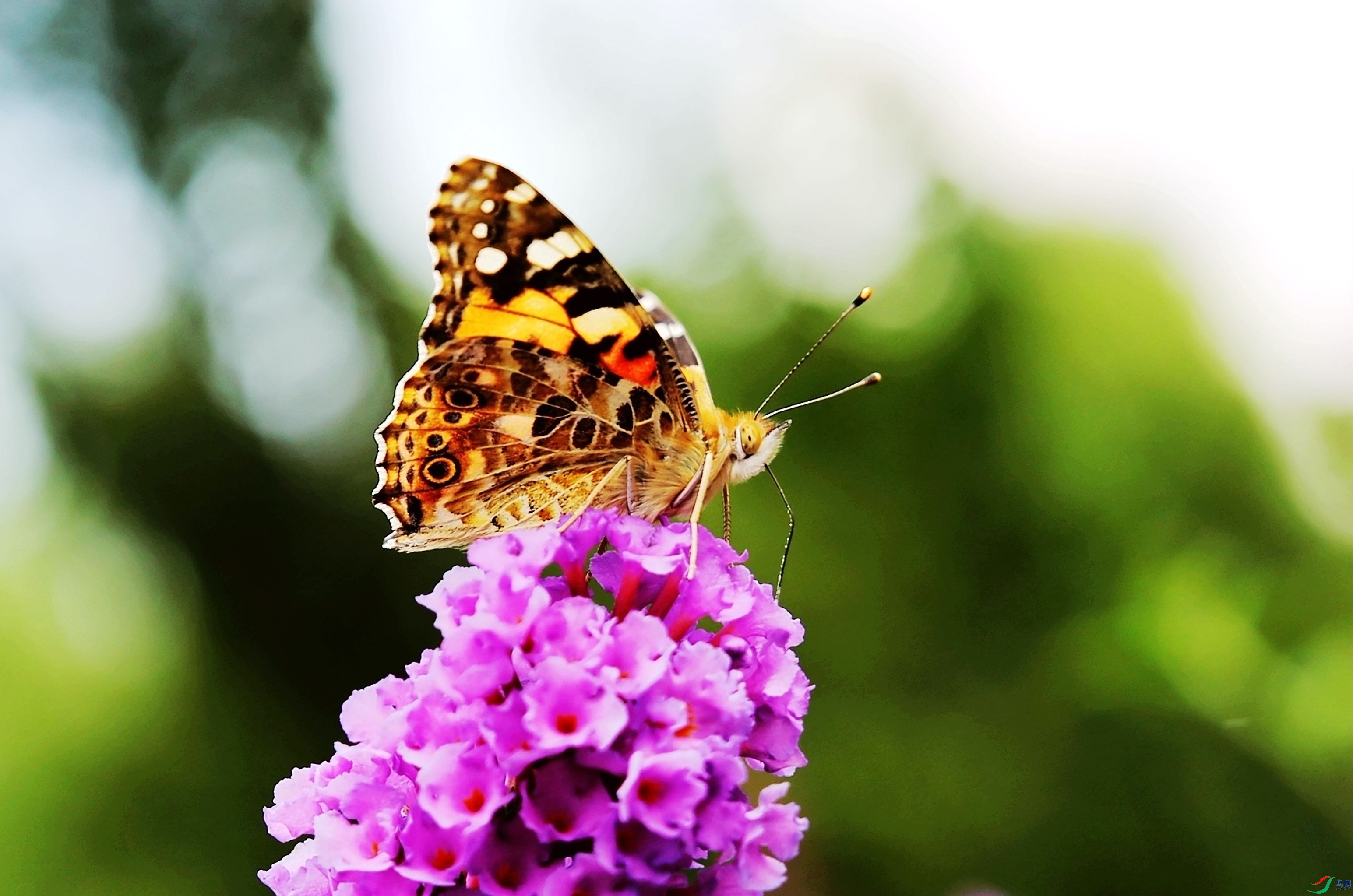 ���뻨��ZR6A8884_����.jpg