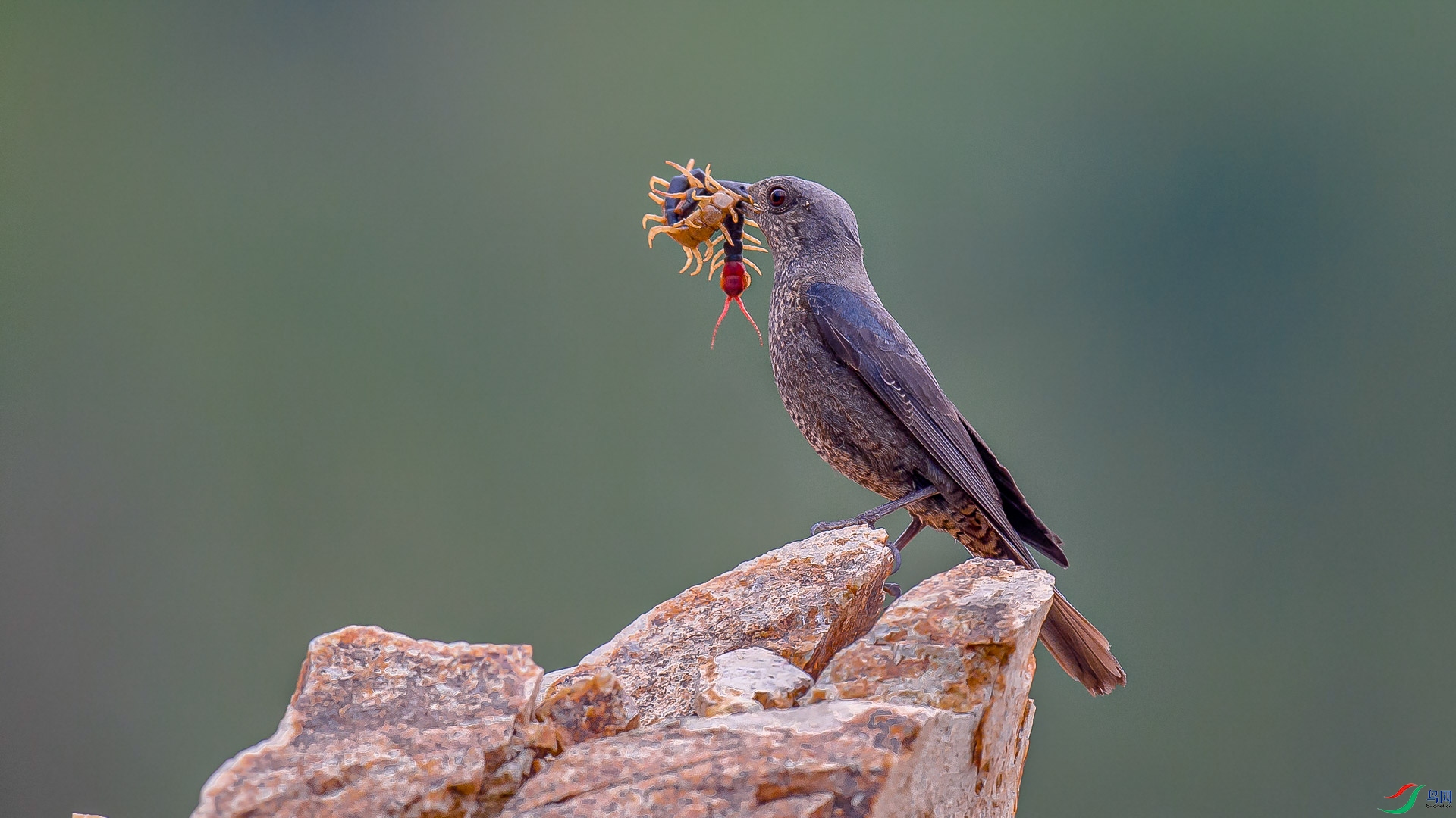 DSC_1456-2.jpg
