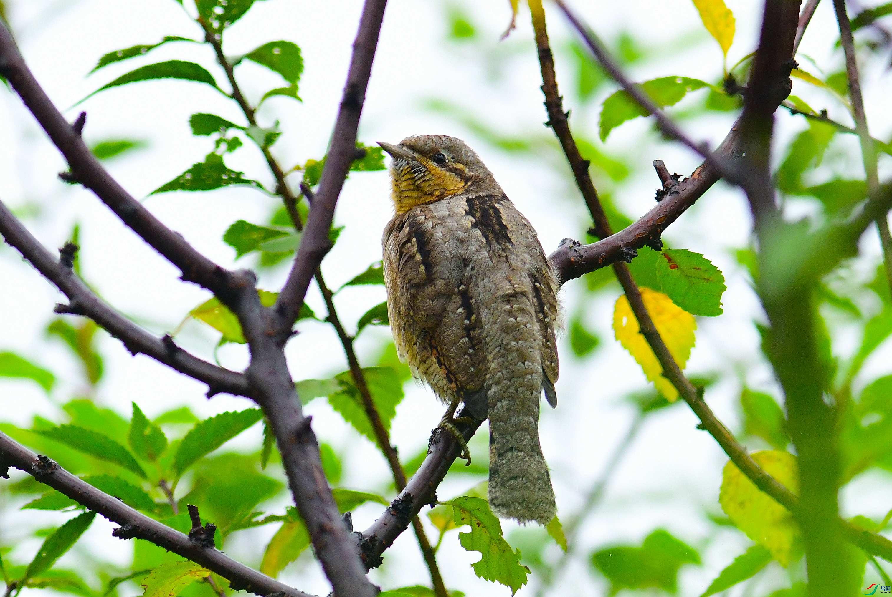 DSC_2775.JPG