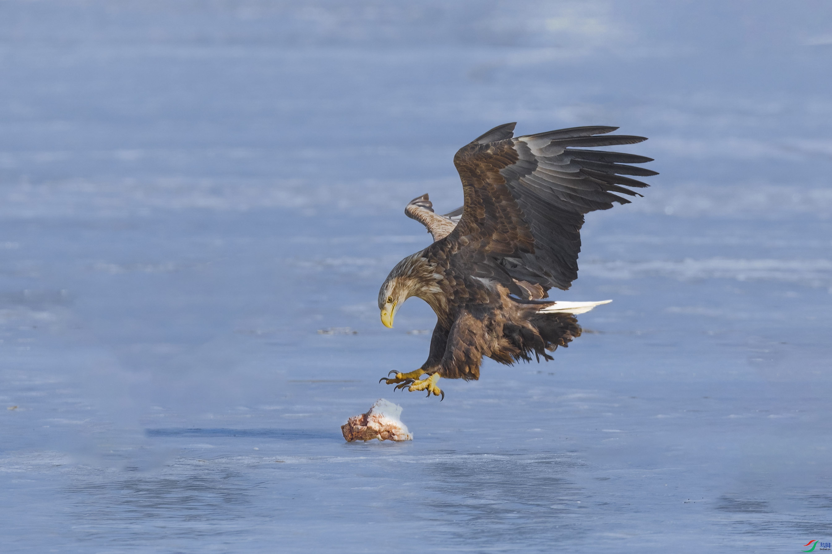 ��β����